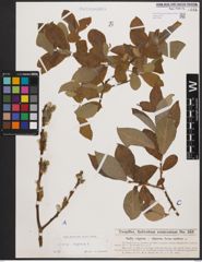 Foto von Salix caprea L.